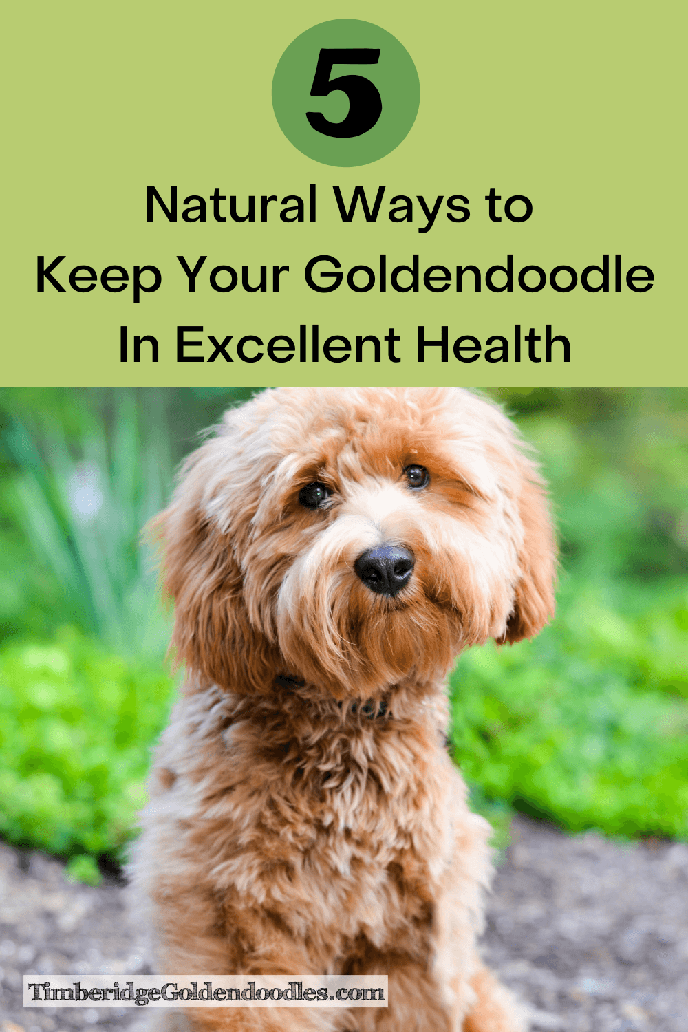 Timberridge Goldendoodles - Blog Image
